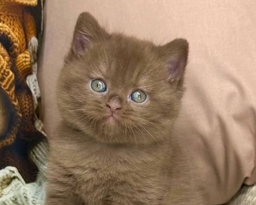 luxury picnic company - Picnic Makers