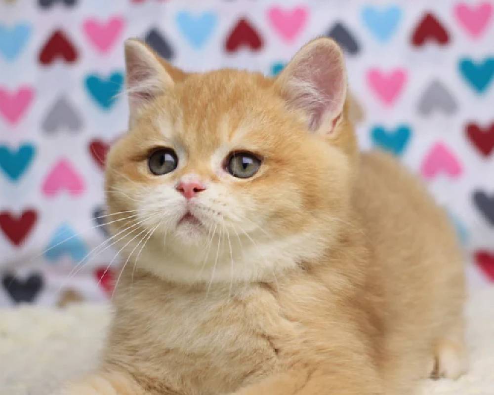 luxury picnic company - Picnic Makers