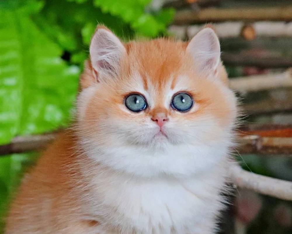 luxury picnic company - Picnic Makers