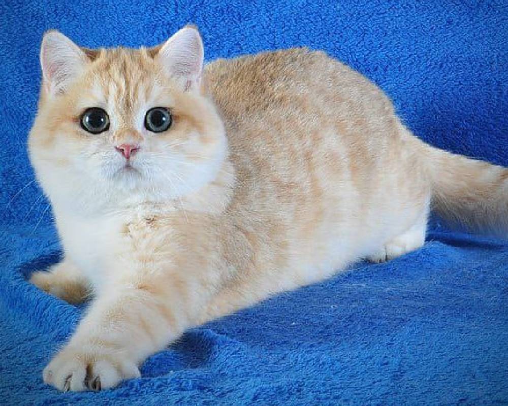 luxury picnic company - Picnic Makers