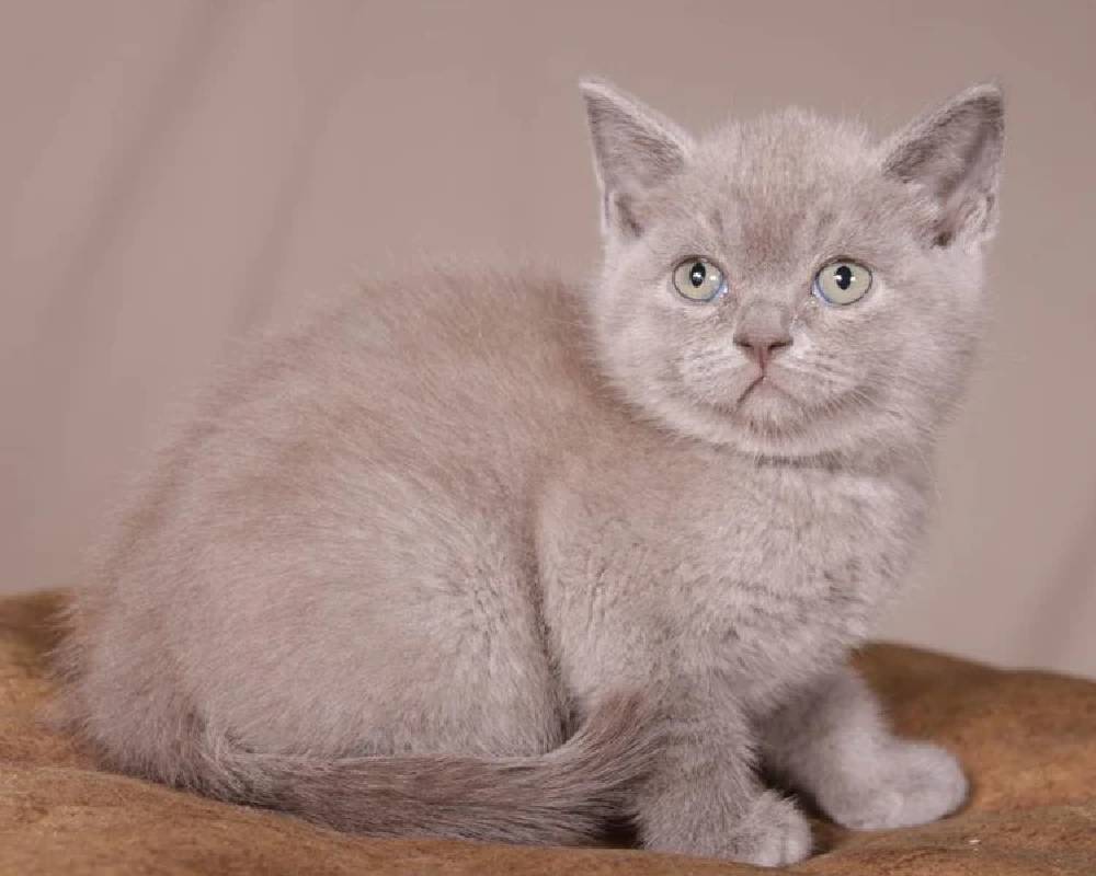 luxury picnic company - Picnic Makers