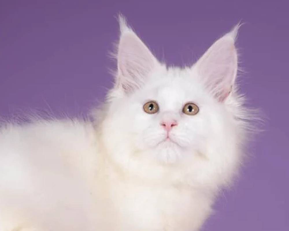 luxury picnic company - Picnic Makers