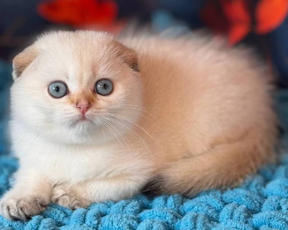 luxury picnic company - Picnic Makers