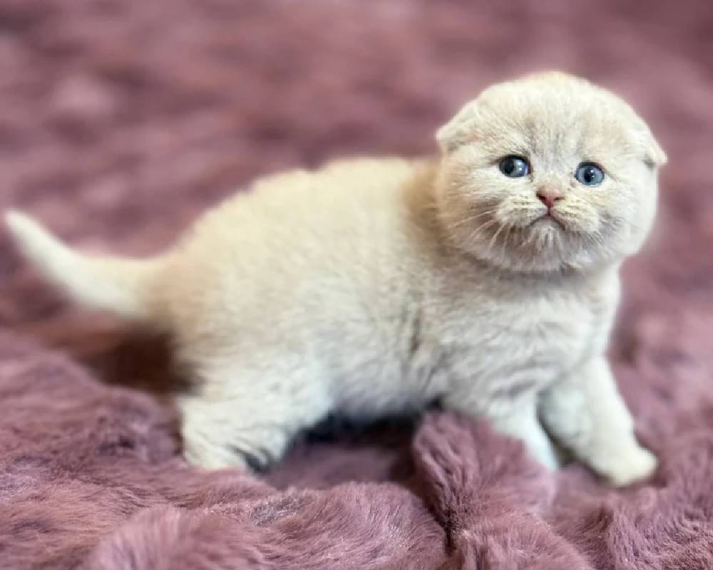 luxury picnic company - Picnic Makers