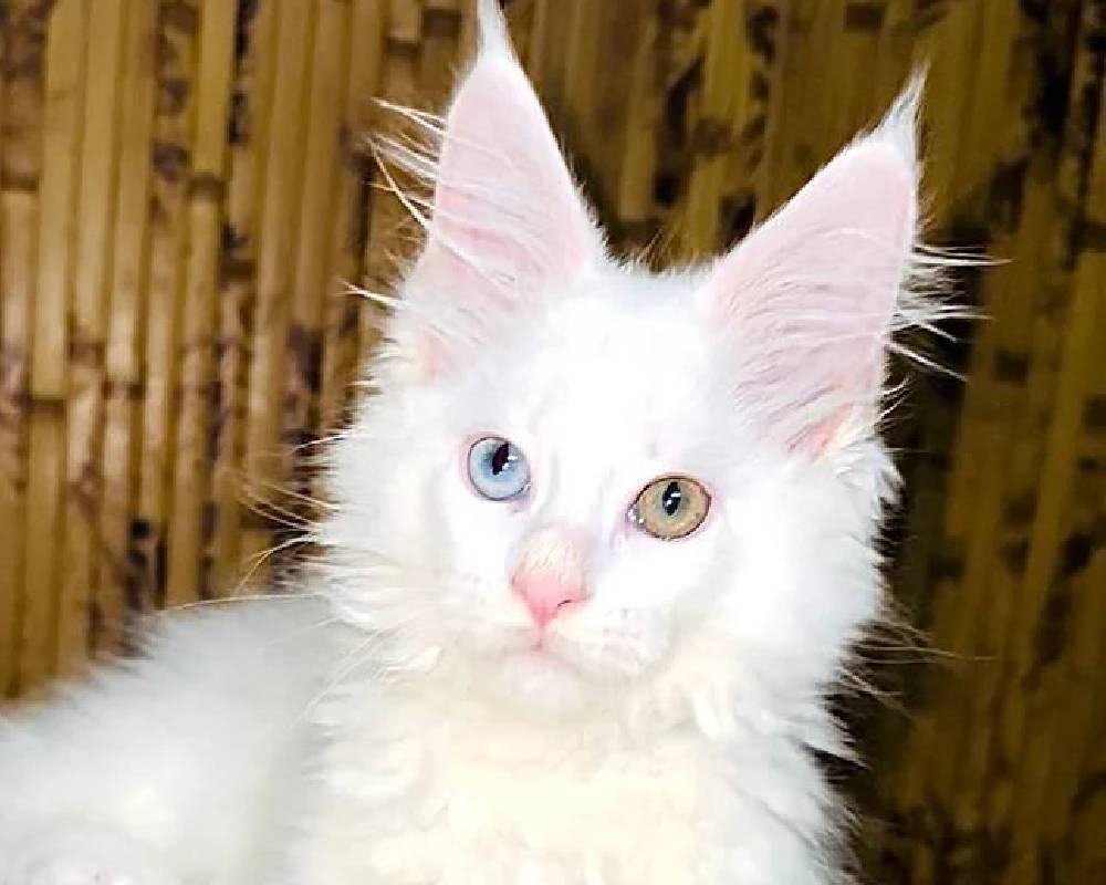 luxury picnic company - Picnic Makers