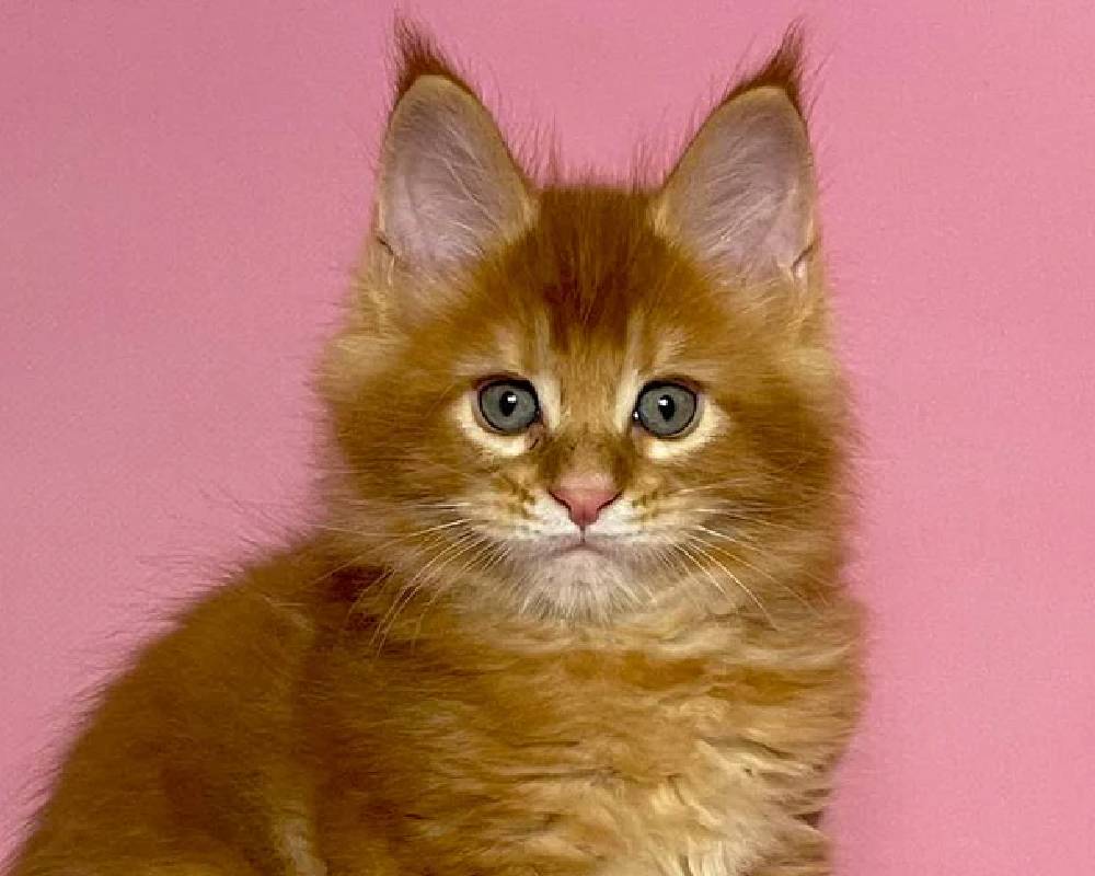 luxury picnic company - Picnic Makers