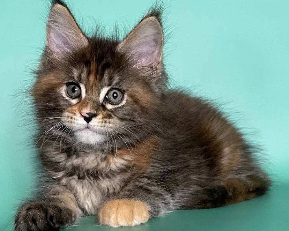 luxury picnic company - Picnic Makers