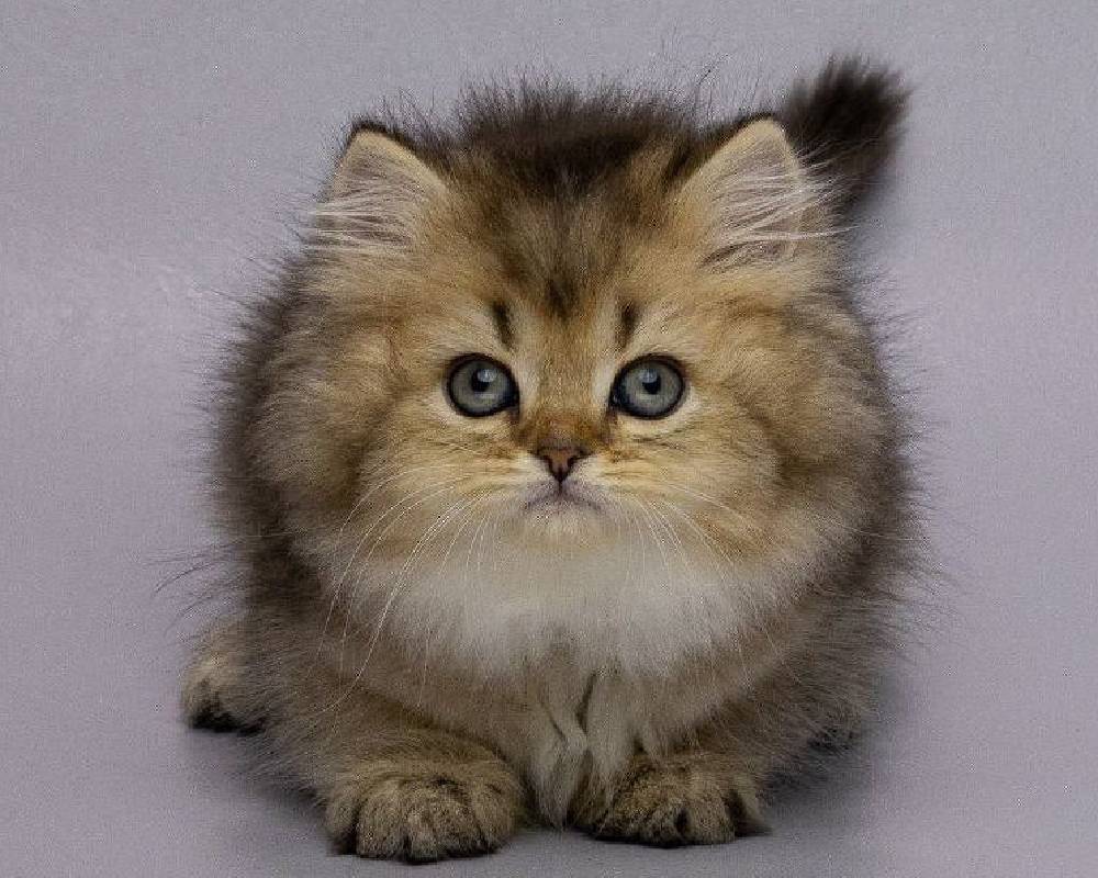 luxury picnic company - Picnic Makers