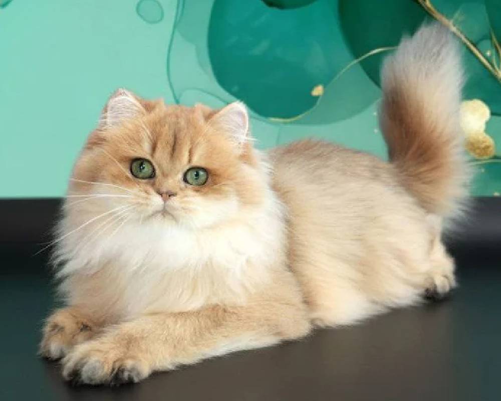 luxury picnic company - Picnic Makers