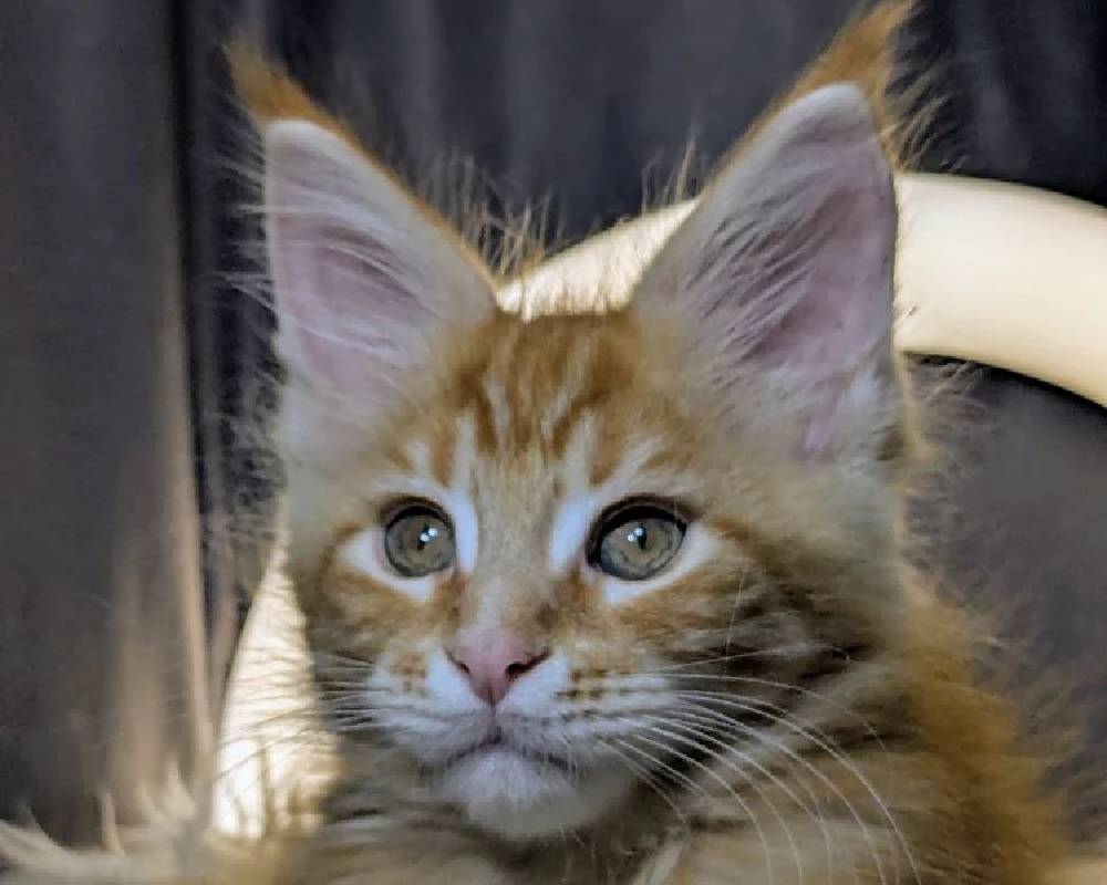 luxury picnic company - Picnic Makers