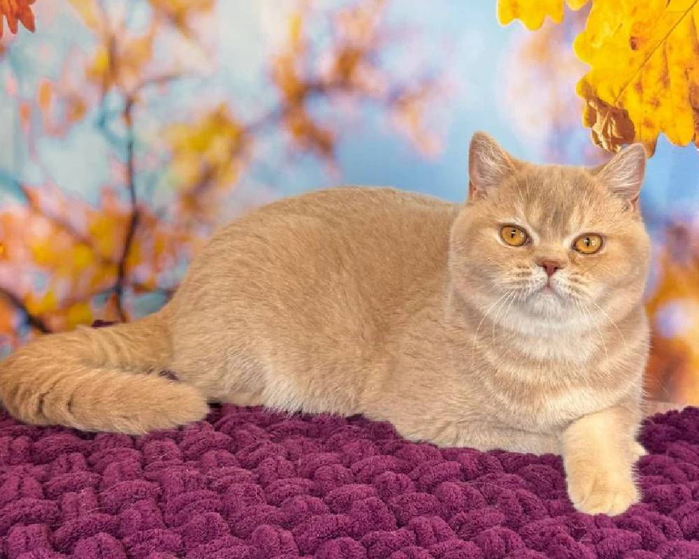 luxury picnic company - Picnic Makers