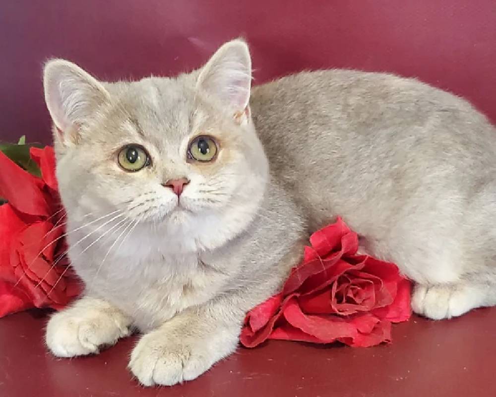 luxury picnic company - Picnic Makers