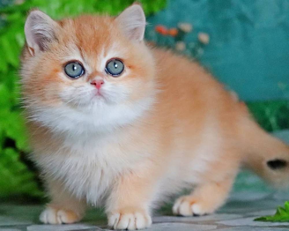 luxury picnic company - Picnic Makers