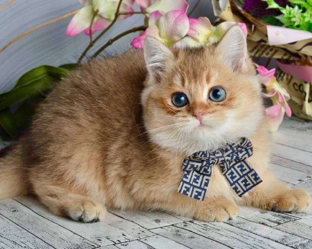 luxury picnic company - Picnic Makers