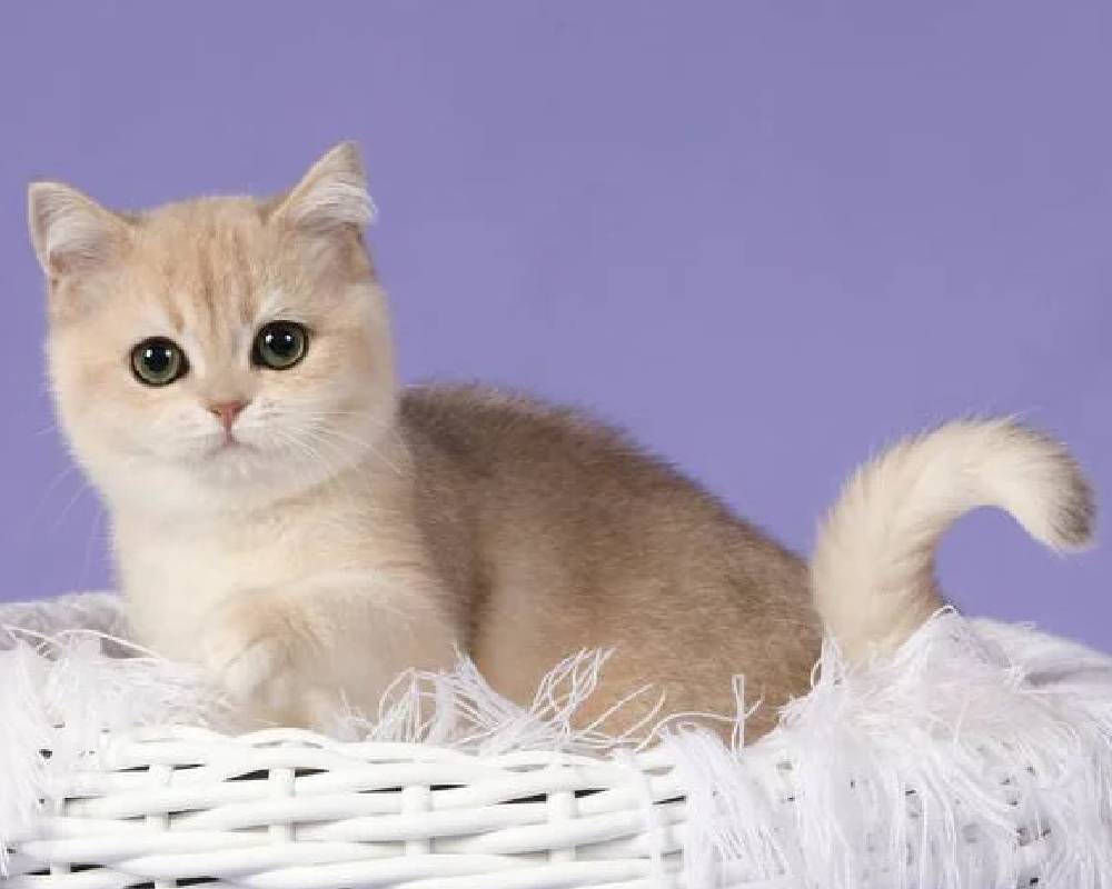 luxury picnic company - Picnic Makers