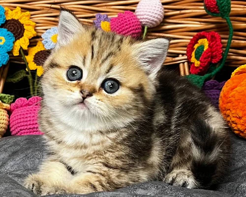 luxury picnic company - Picnic Makers