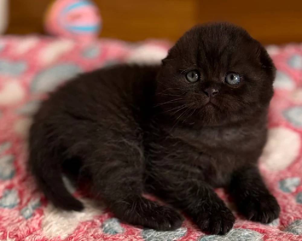 luxury picnic company - Picnic Makers