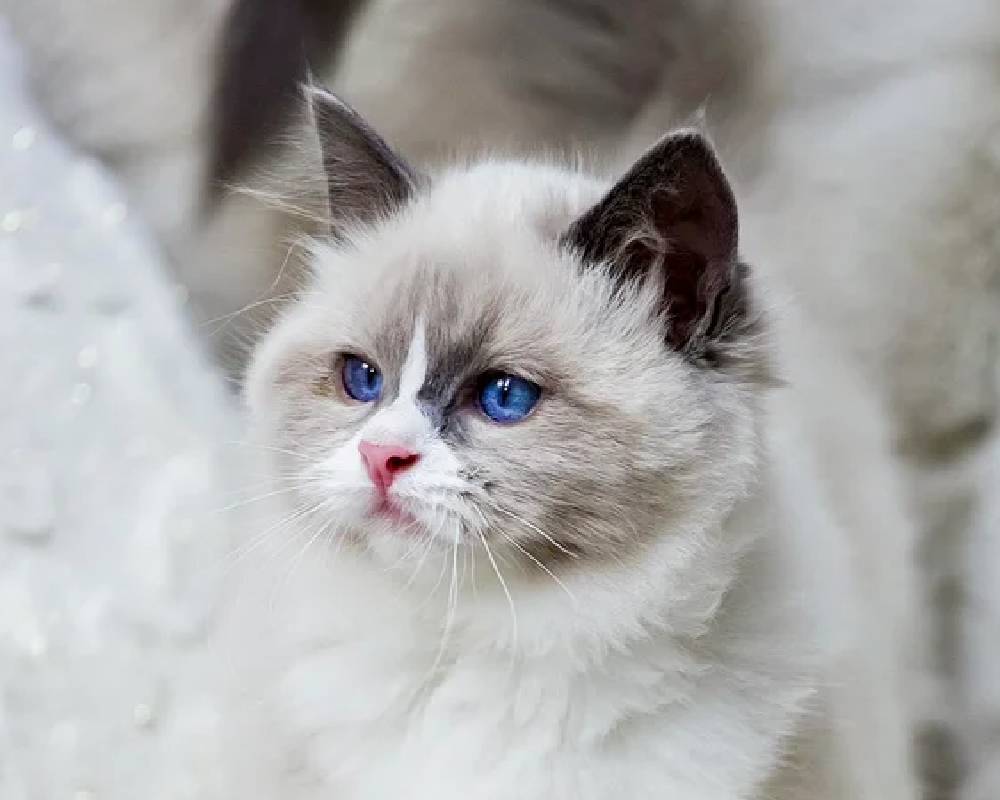 luxury picnic company - Picnic Makers