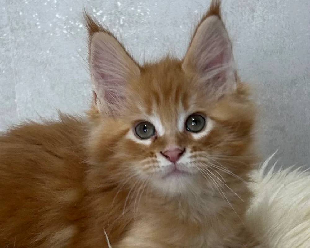 luxury picnic company - Picnic Makers