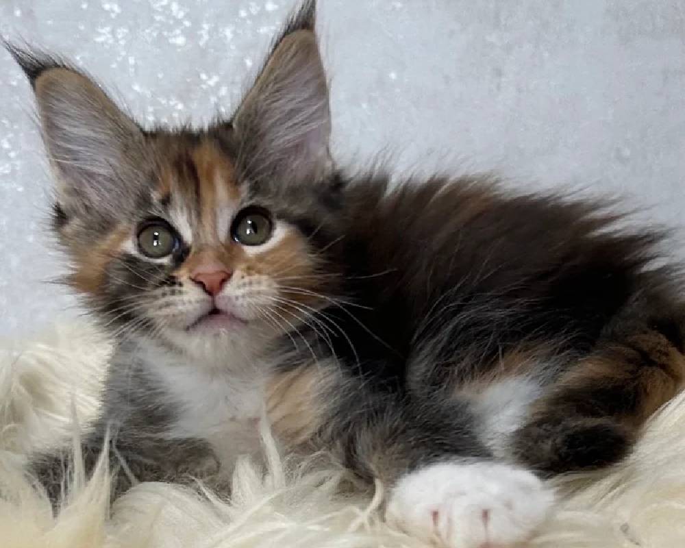 luxury picnic company - Picnic Makers