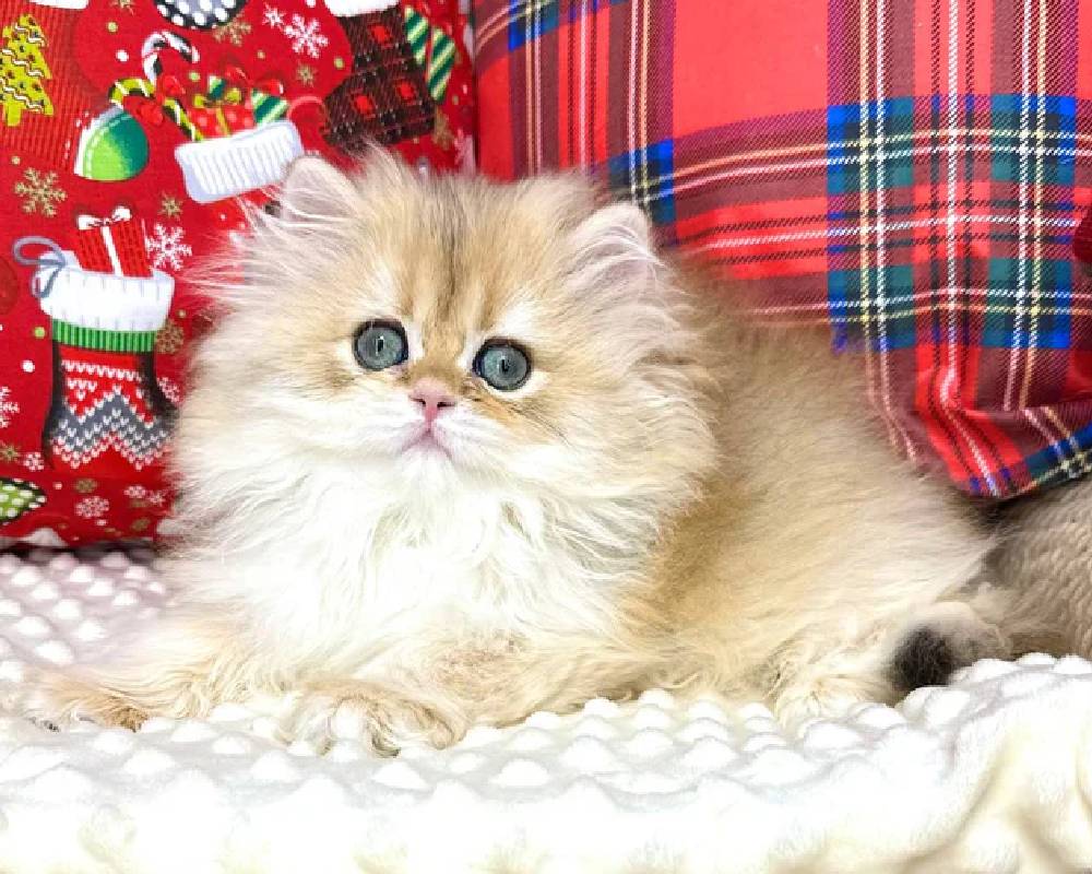 luxury picnic company - Picnic Makers