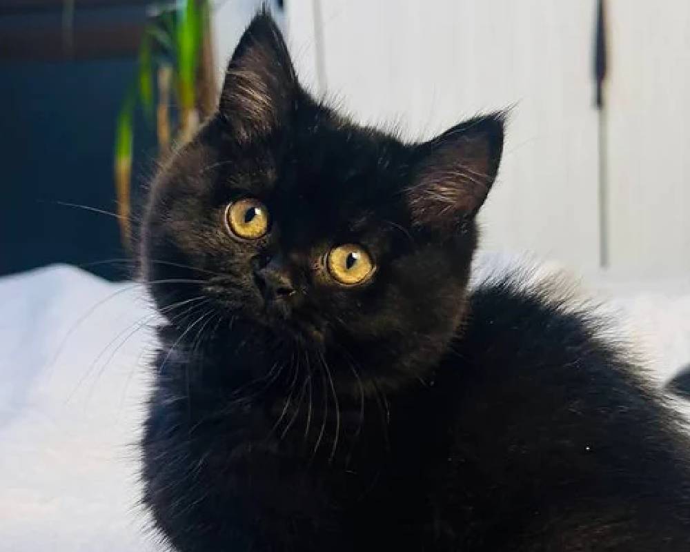 luxury picnic company - Picnic Makers