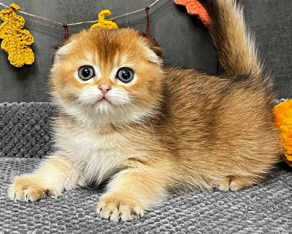 luxury picnic company - Picnic Makers