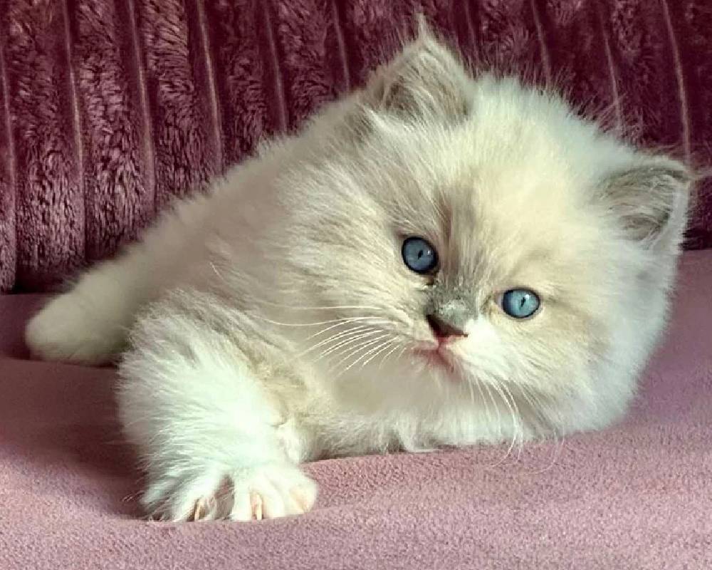 luxury picnic company - Picnic Makers