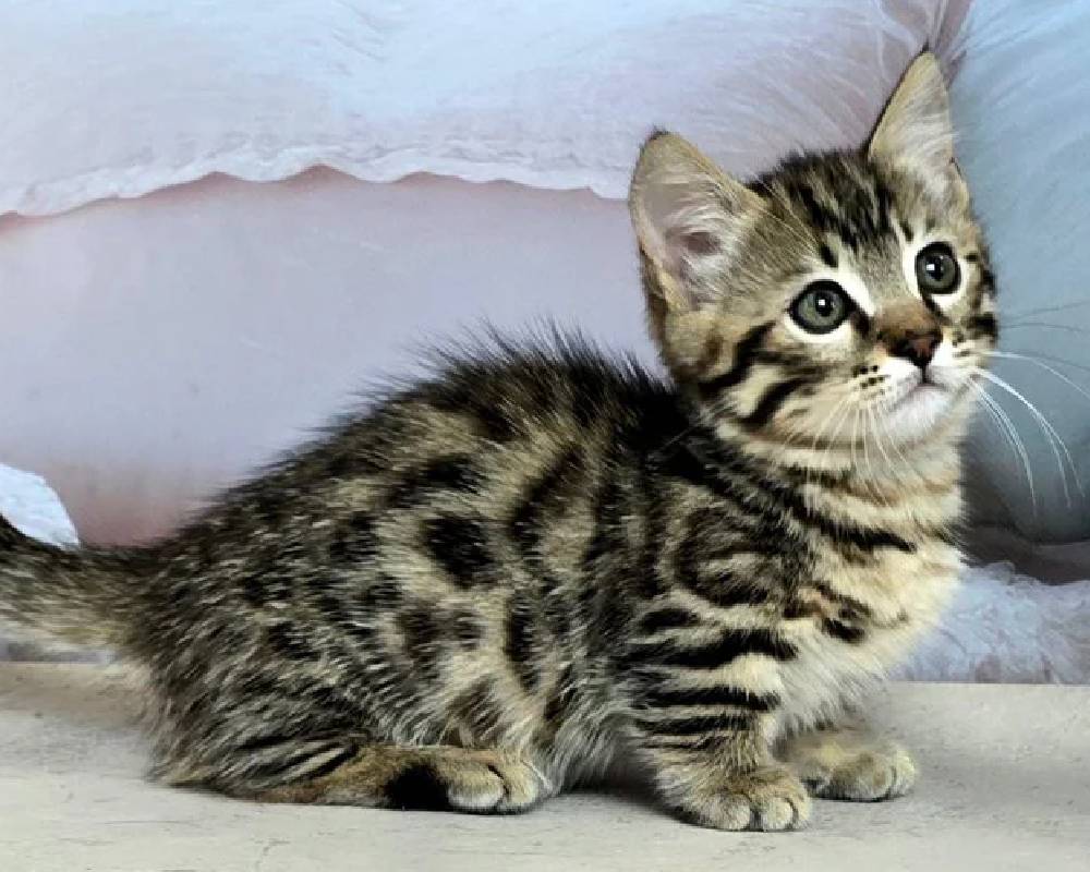 luxury picnic company - Picnic Makers