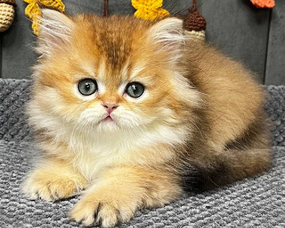 luxury picnic company - Picnic Makers