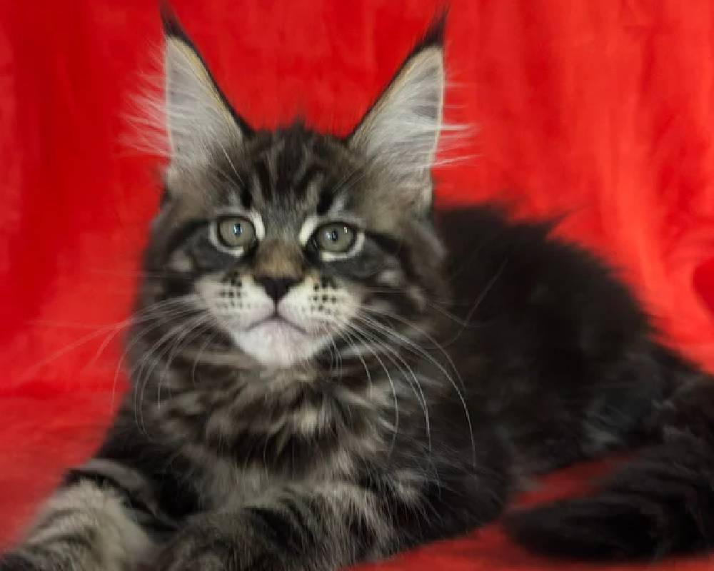 luxury picnic company - Picnic Makers