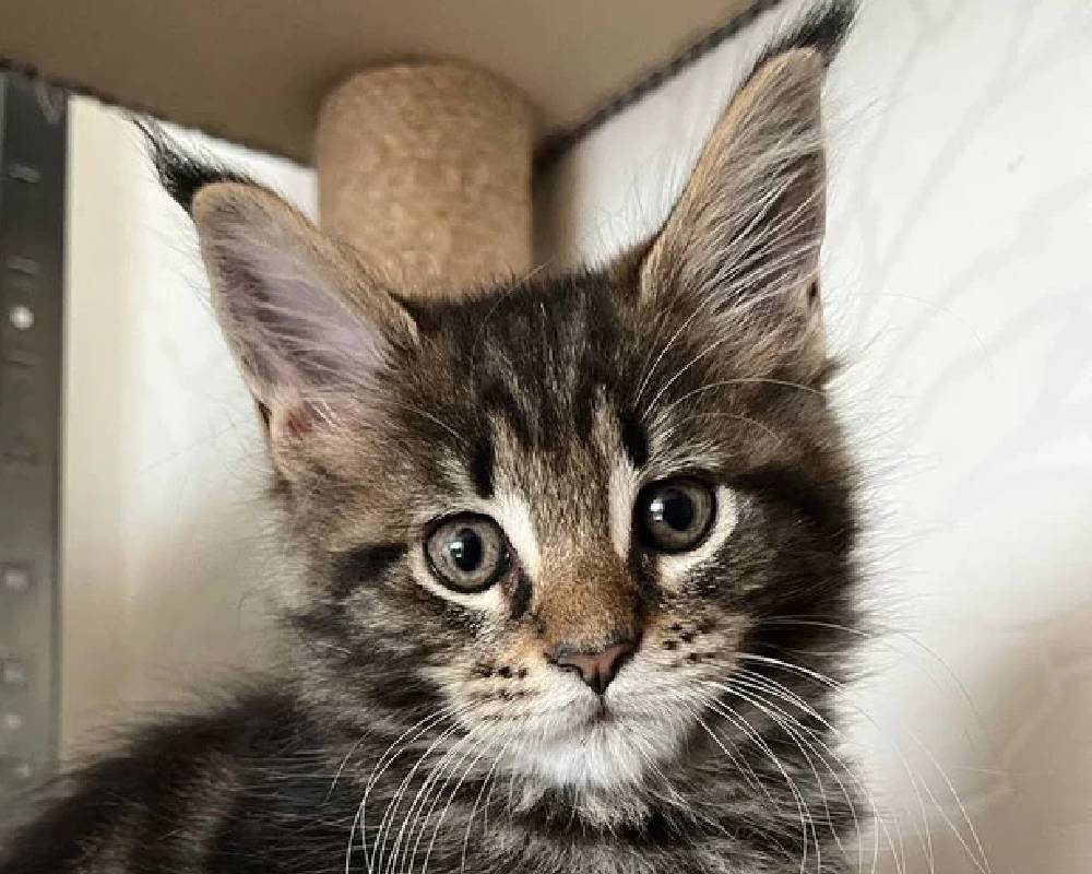 luxury picnic company - Picnic Makers