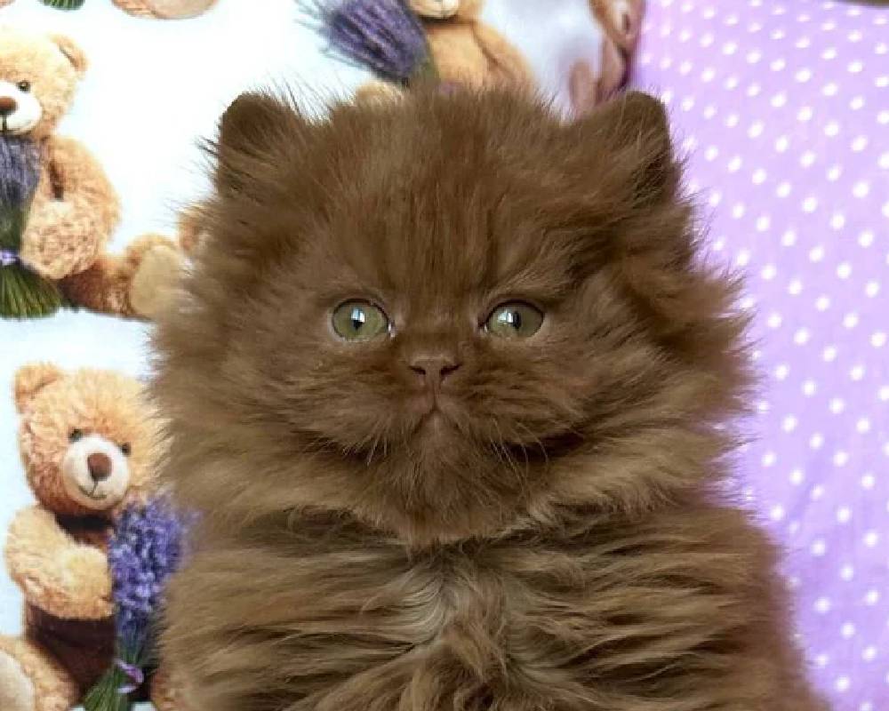 luxury picnic company - Picnic Makers