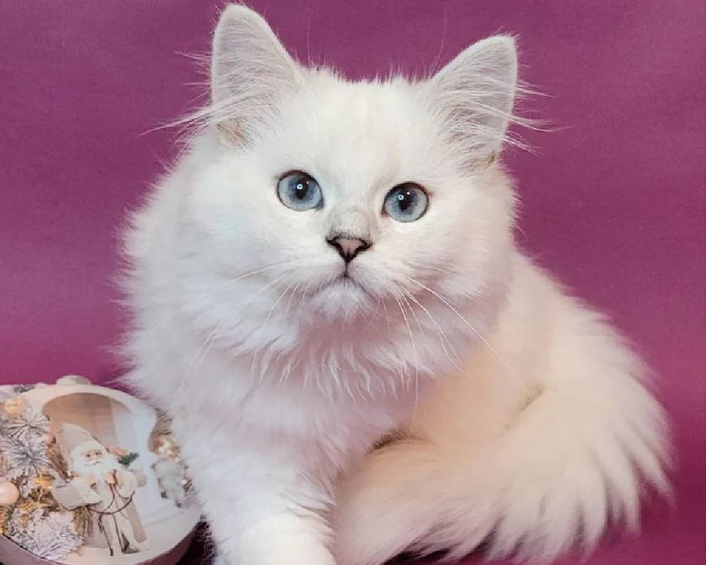 luxury picnic company - Picnic Makers