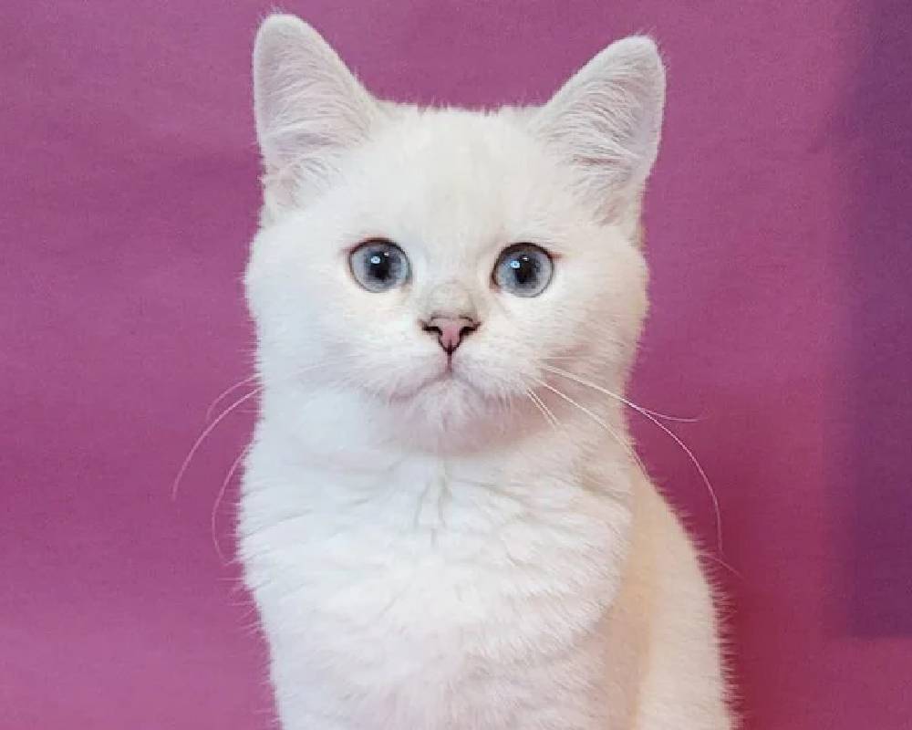 luxury picnic company - Picnic Makers