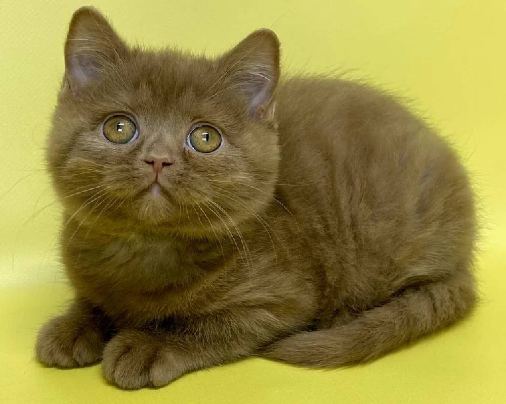 luxury picnic company - Picnic Makers