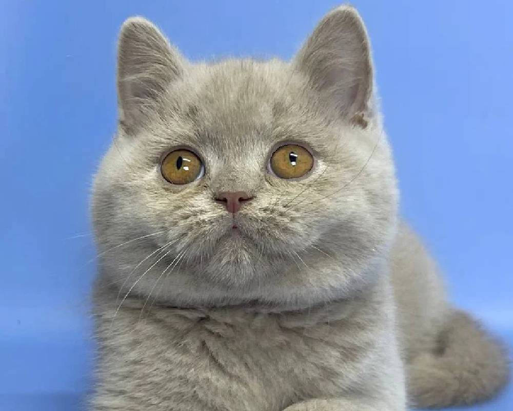 luxury picnic company - Picnic Makers