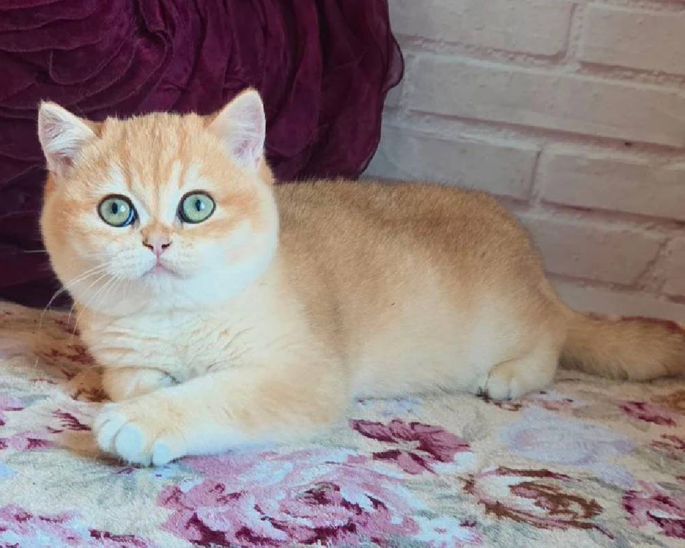 luxury picnic company - Picnic Makers