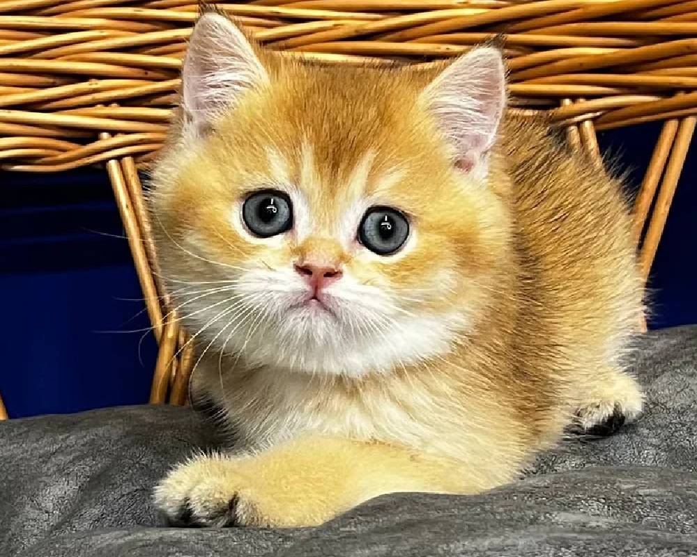 luxury picnic company - Picnic Makers