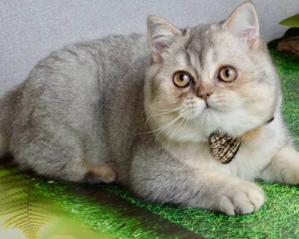 luxury picnic company - Picnic Makers