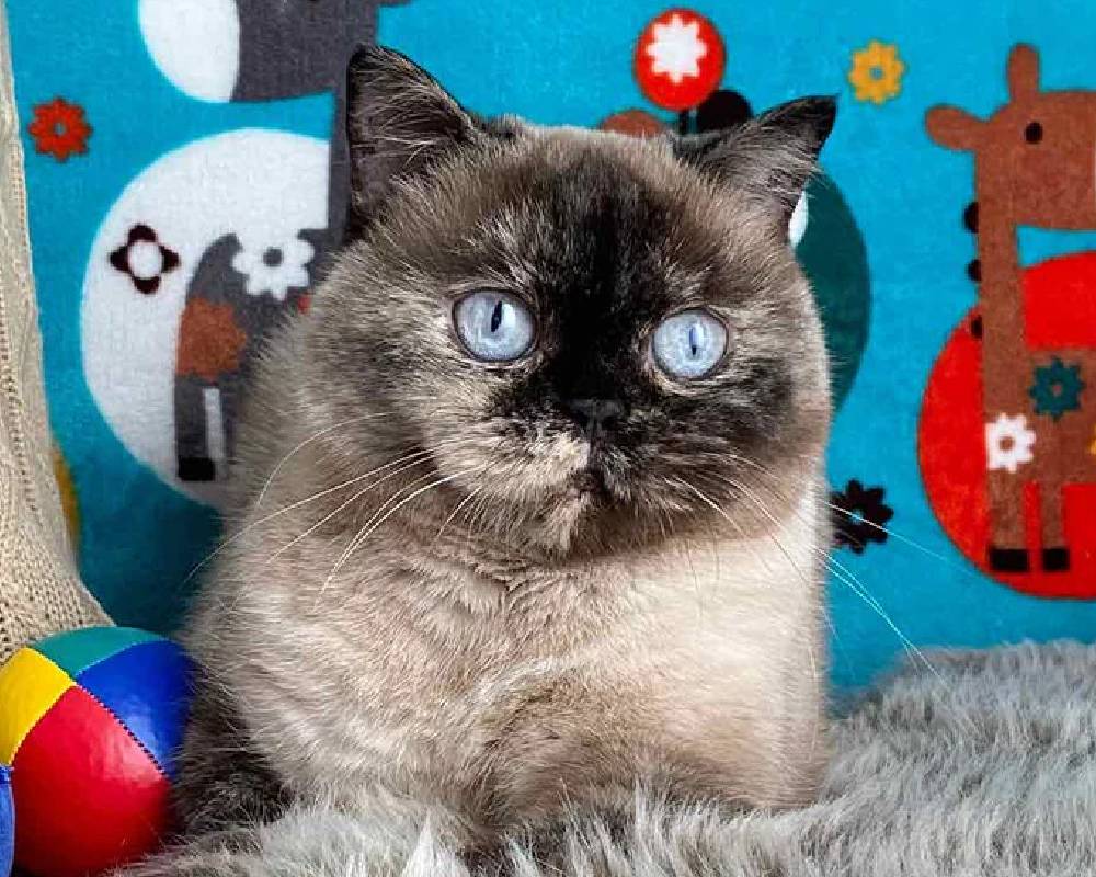 luxury picnic company - Picnic Makers