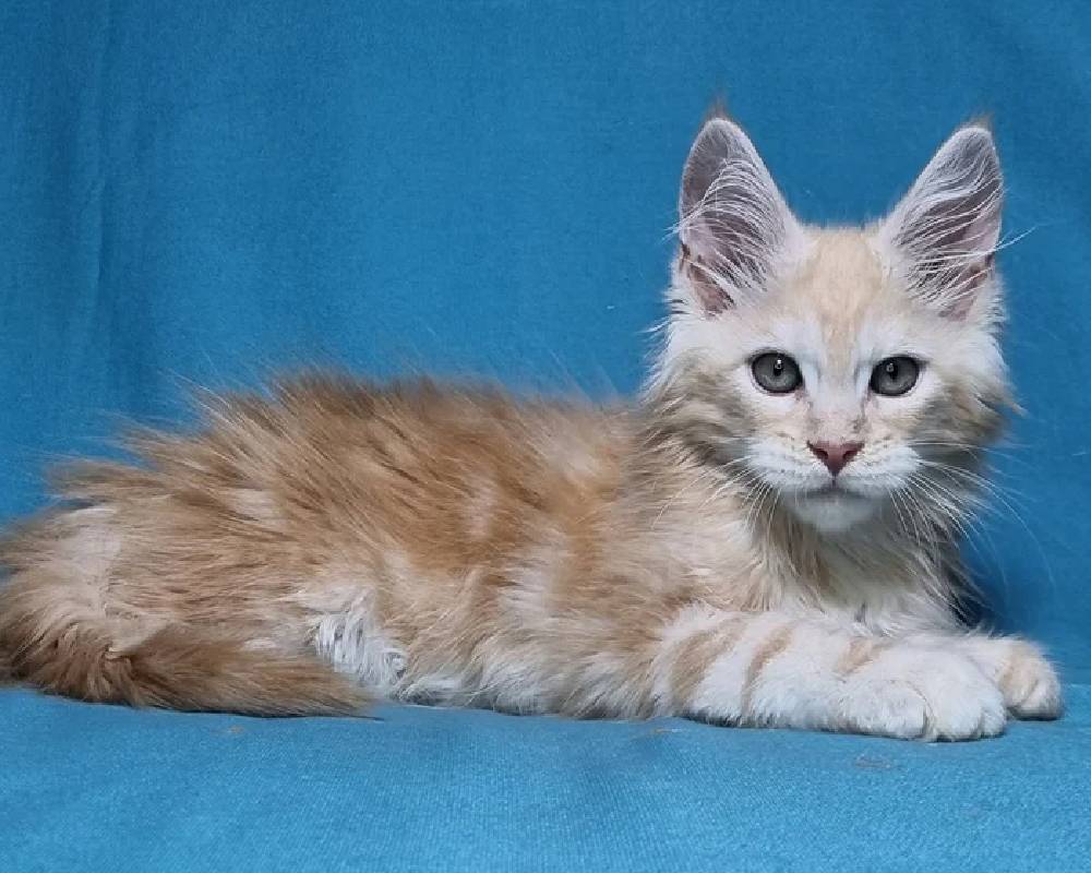 luxury picnic company - Picnic Makers