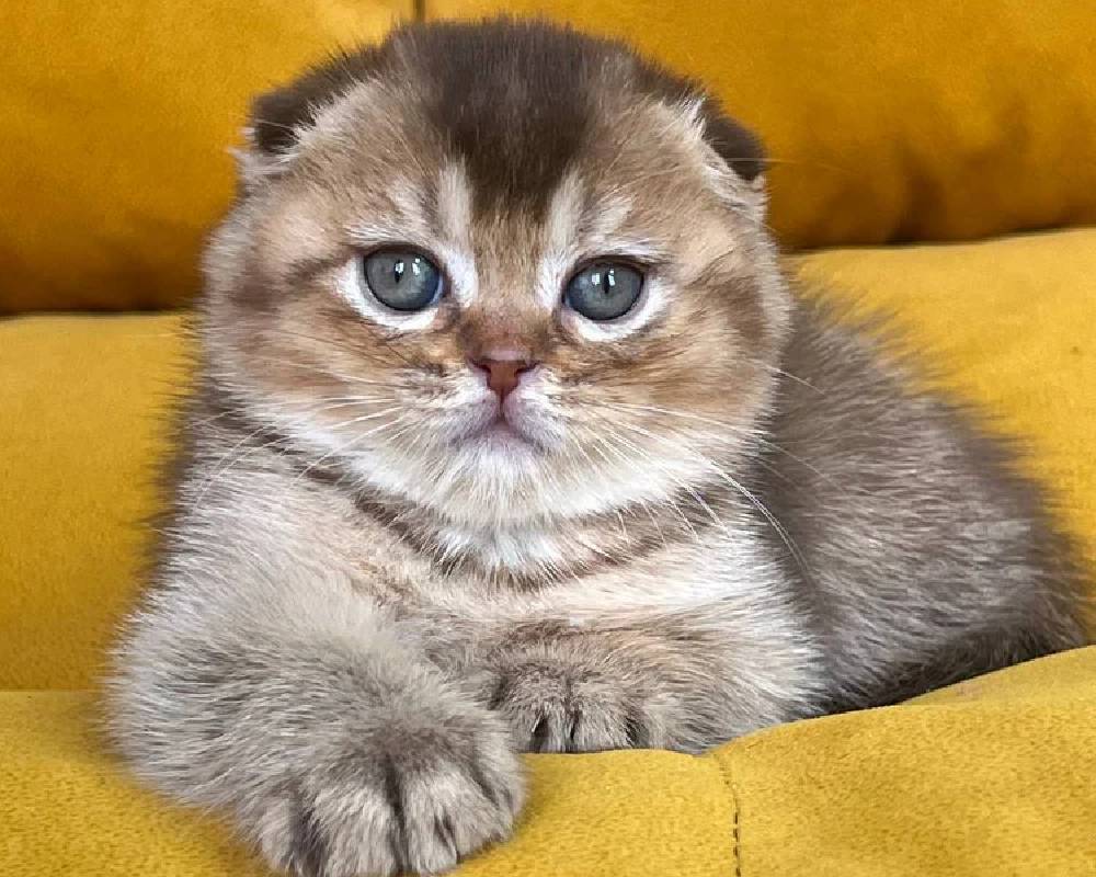 luxury picnic company - Picnic Makers