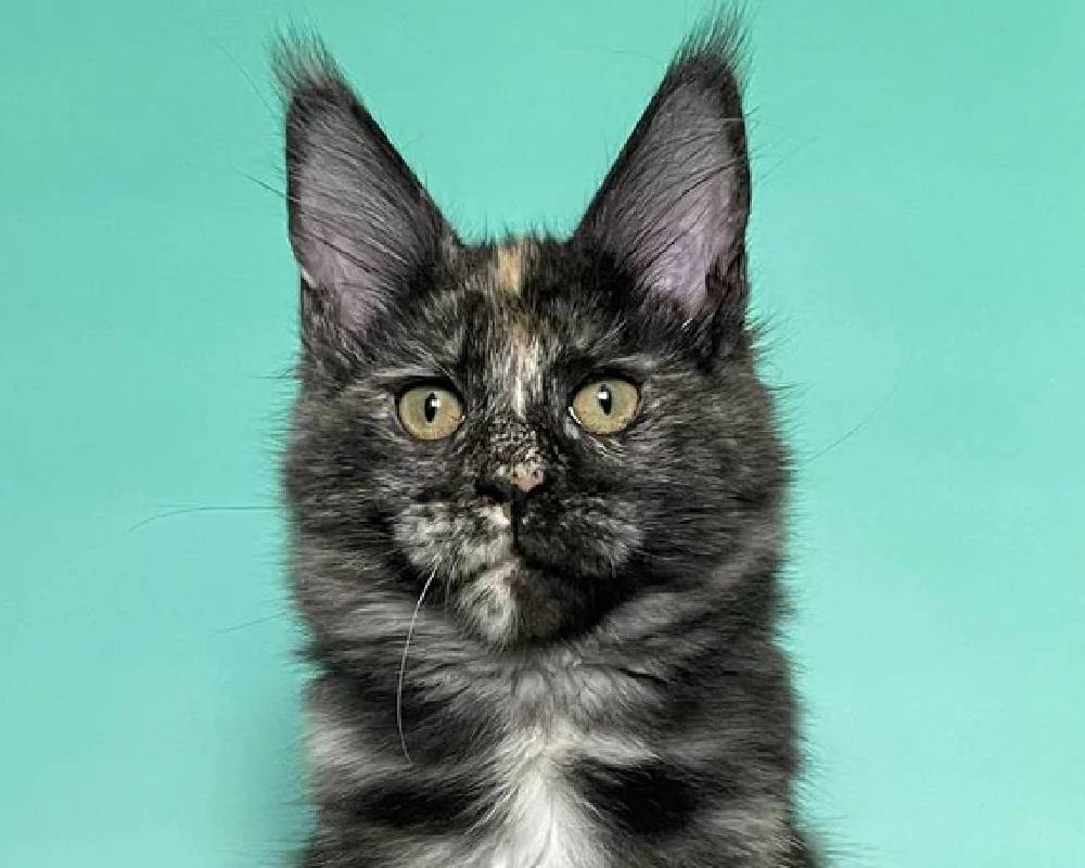 luxury picnic company - Picnic Makers