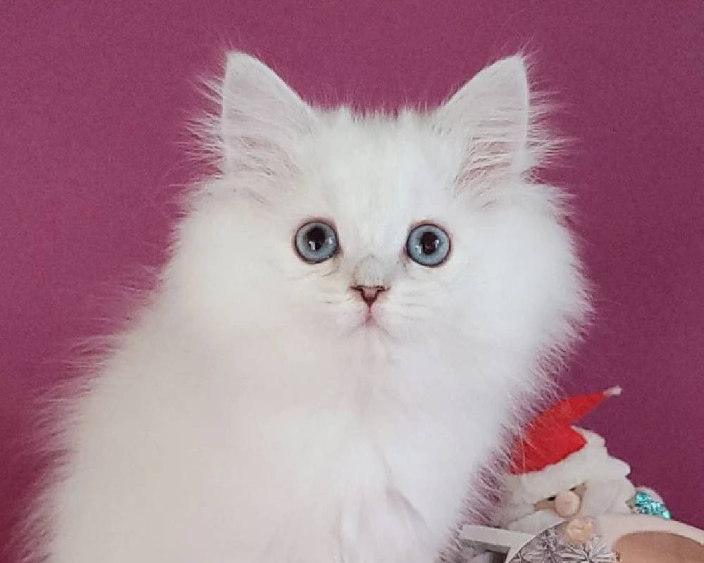 luxury picnic company - Picnic Makers