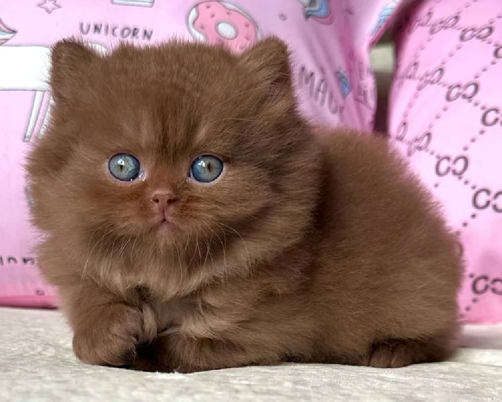 luxury picnic company - Picnic Makers