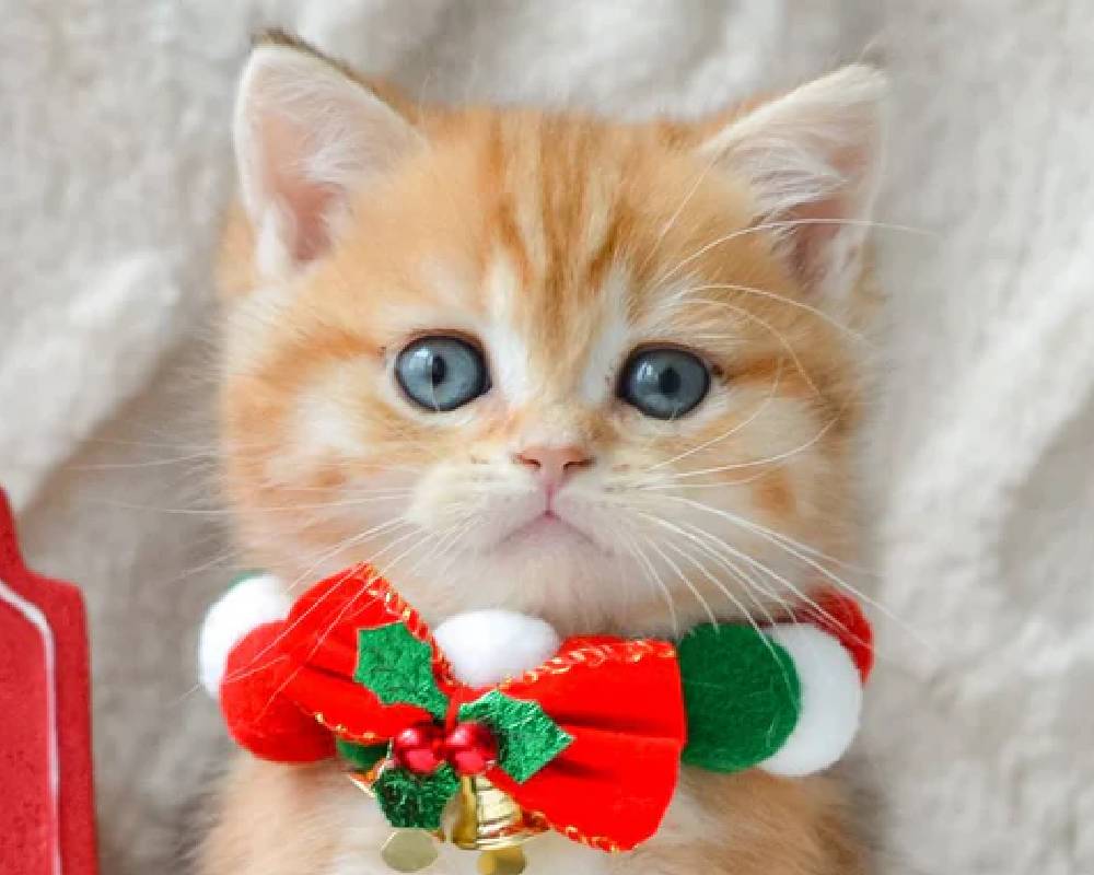 luxury picnic company - Picnic Makers