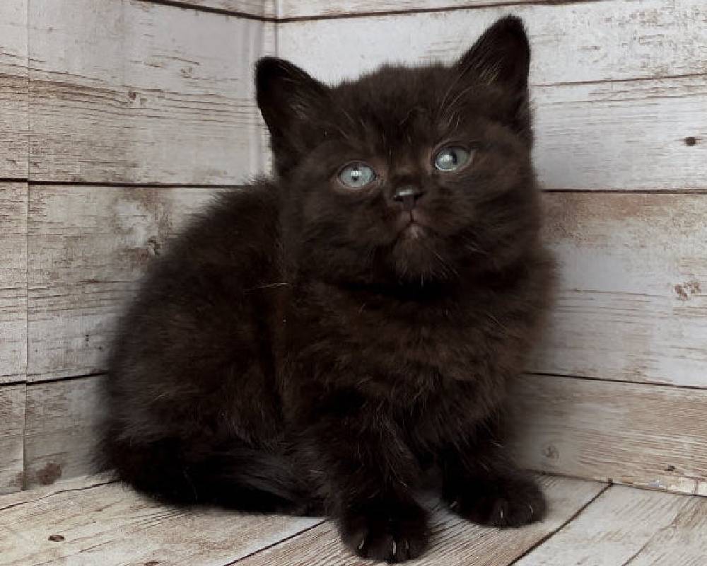 luxury picnic company - Picnic Makers