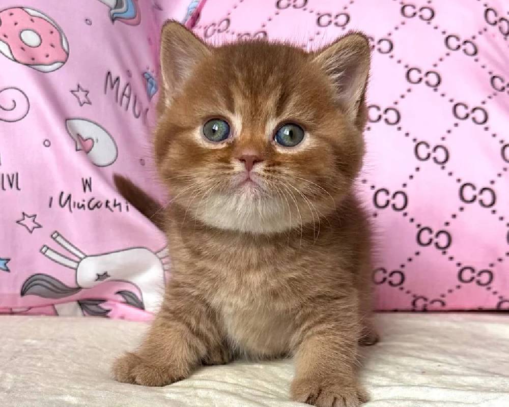 luxury picnic company - Picnic Makers