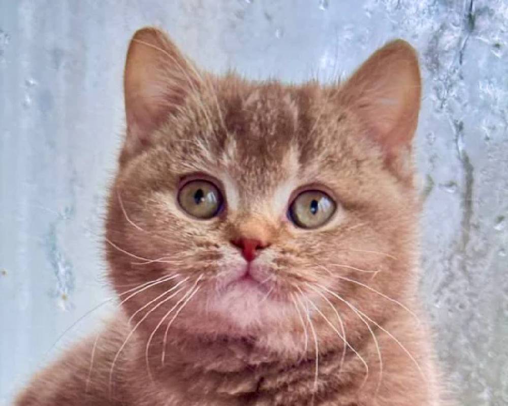 luxury picnic company - Picnic Makers